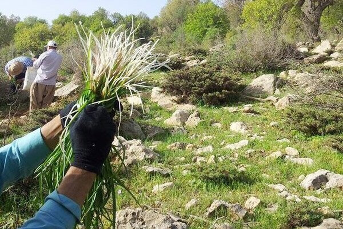 سودجویان به تاراج گیاهان دشتی ایران مشغولند