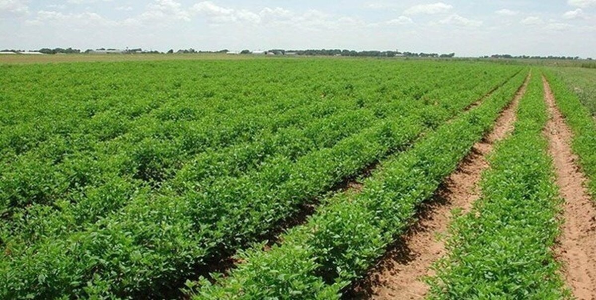پیش‌بینی افزایش سرمایه‌گذاری کشاورزی تعاونی ایران در موریتانی