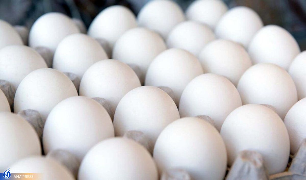 دولت جلوی خطر کاهش تولیدتخم مرغ را بگیرد