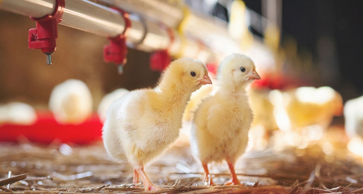 نیاز مزارع پرورش مرغ به تجهیز محصولات فناورانه