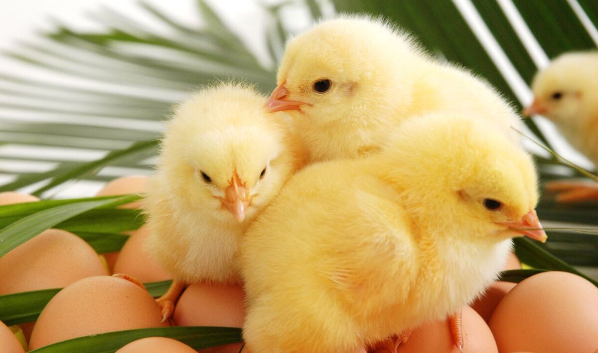 انجام تحقیقات در تکثیر سلول‌های زایای اولیه مرغ برای تولید پروتئین
