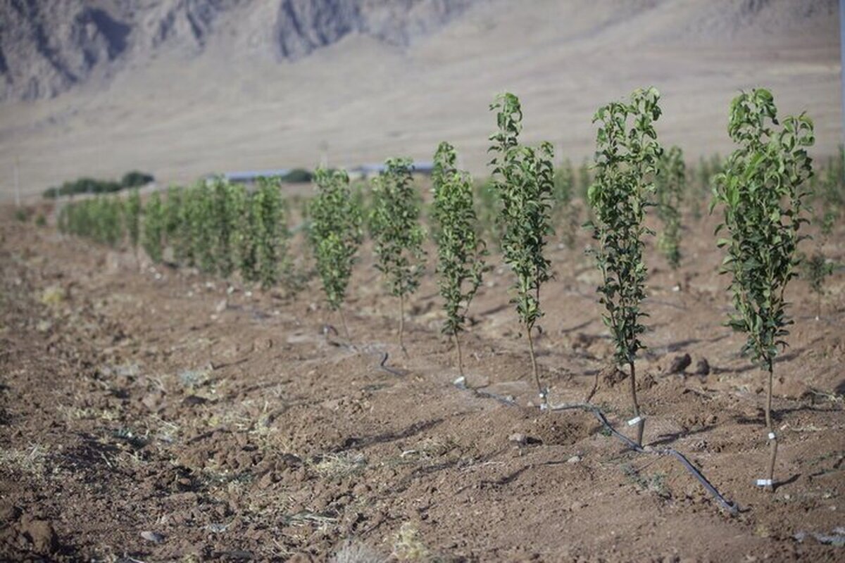اجرای طرح کاشت یک میلیارد درخت ضروری است