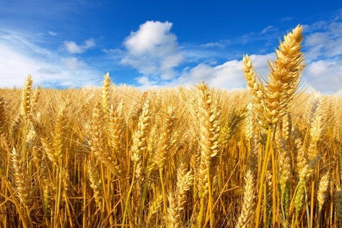 رشد ۸۲ درصدی تولید گندم در سالجاری