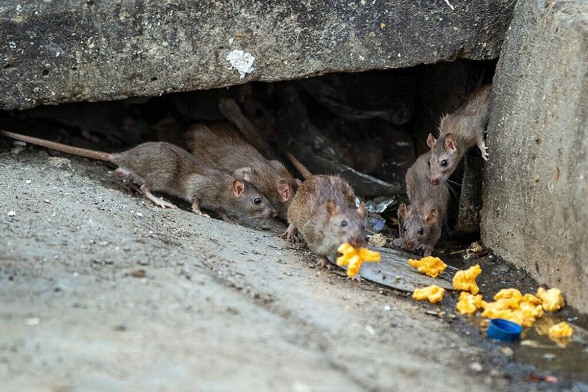 رهاسازی پسماند در معابر، عامل اصلی افزایش موش‌های شهری
