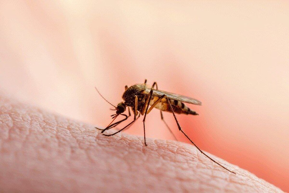 تشخیص دقیق مالاریا با تلفیق هوش مصنوعی و میکروسکوپ