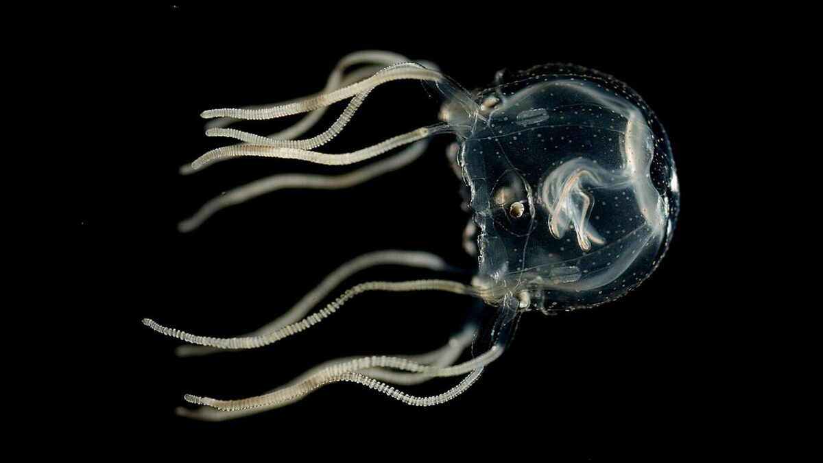 یادگیری شگفت‌انگیز عروس دریایی شناخت از مغز را تغییر می‌دهد