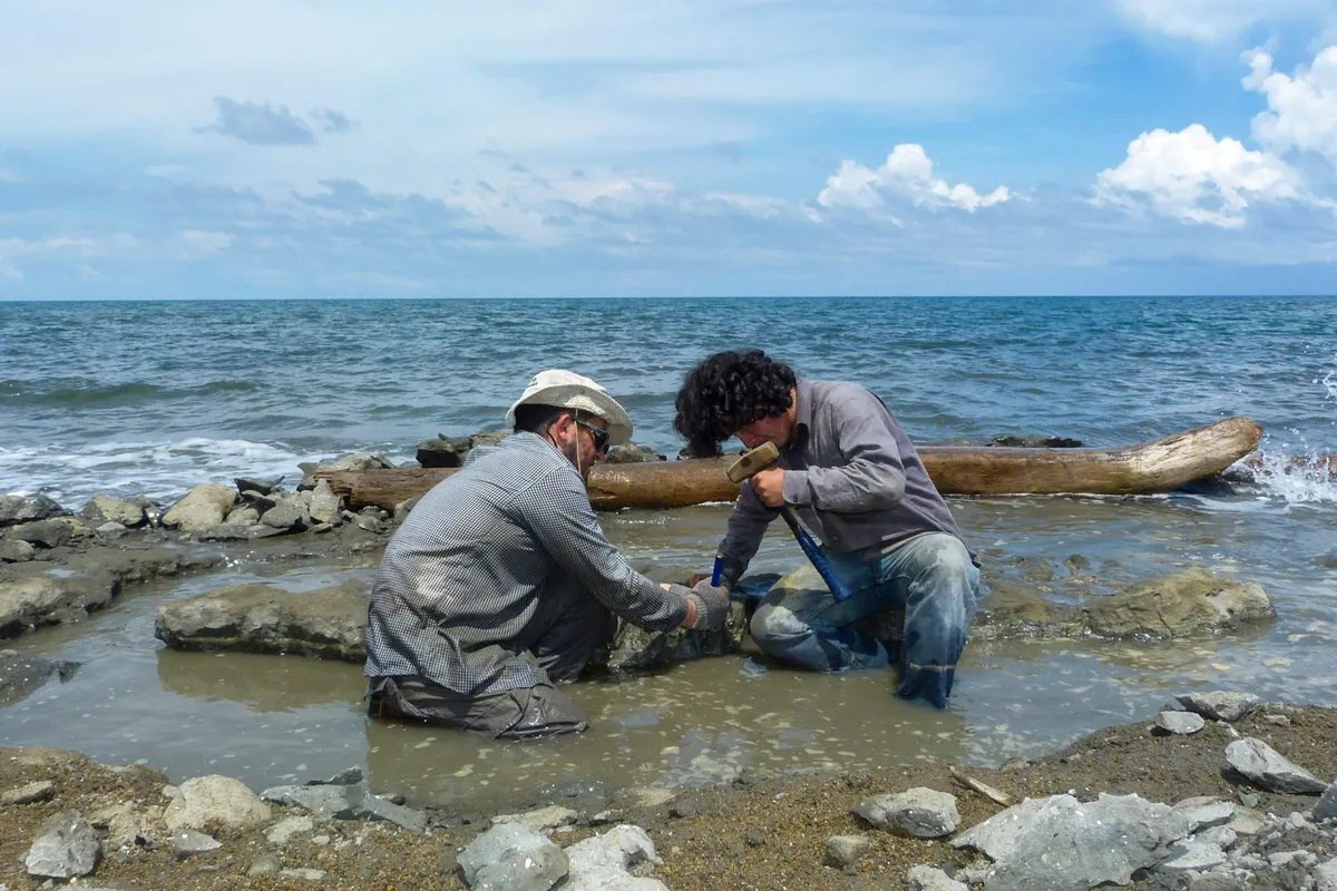 تلاش دانشمندان برای استخراج دی ان‌ای از لاک پشت ۶ میلیون ساله