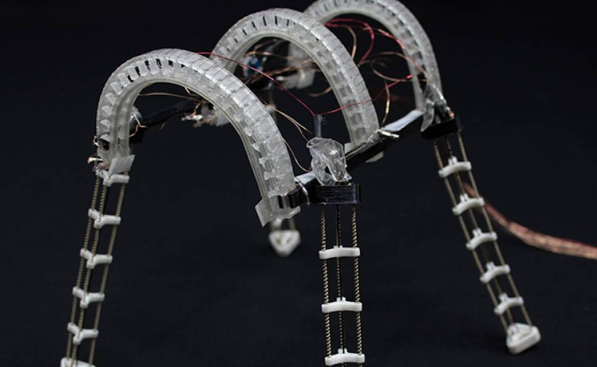 ساخت ربات‌های چهارپا و دوزیست با الهام از قورباغه