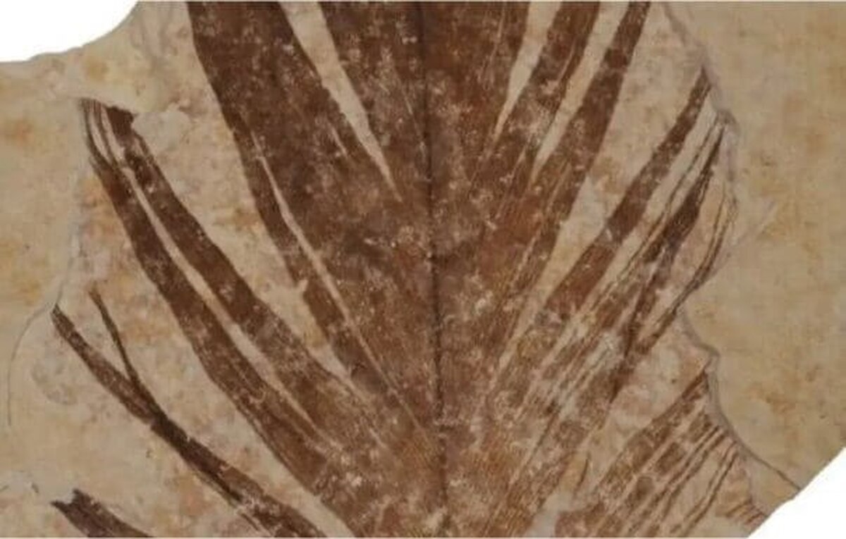 این فسیل ۱۲۵ میلیون ساله راز تکامل پرندگان را فاش کرد