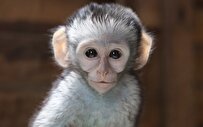 میمون‌ها از ارتباطات بویایی‌محور استفاده می‌کنند