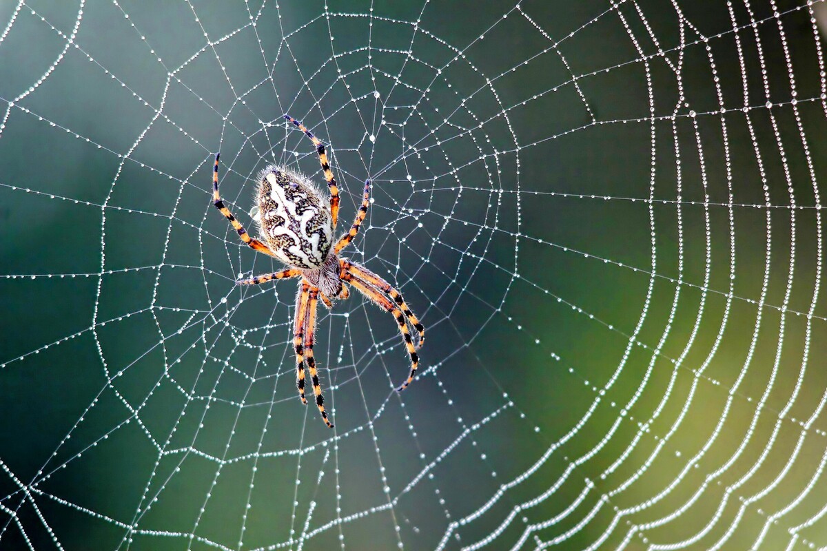 طراحی آنتن «یو اچ اف» با الهام از تار عنکبوت برای استفاده در اینترنت اشیاء