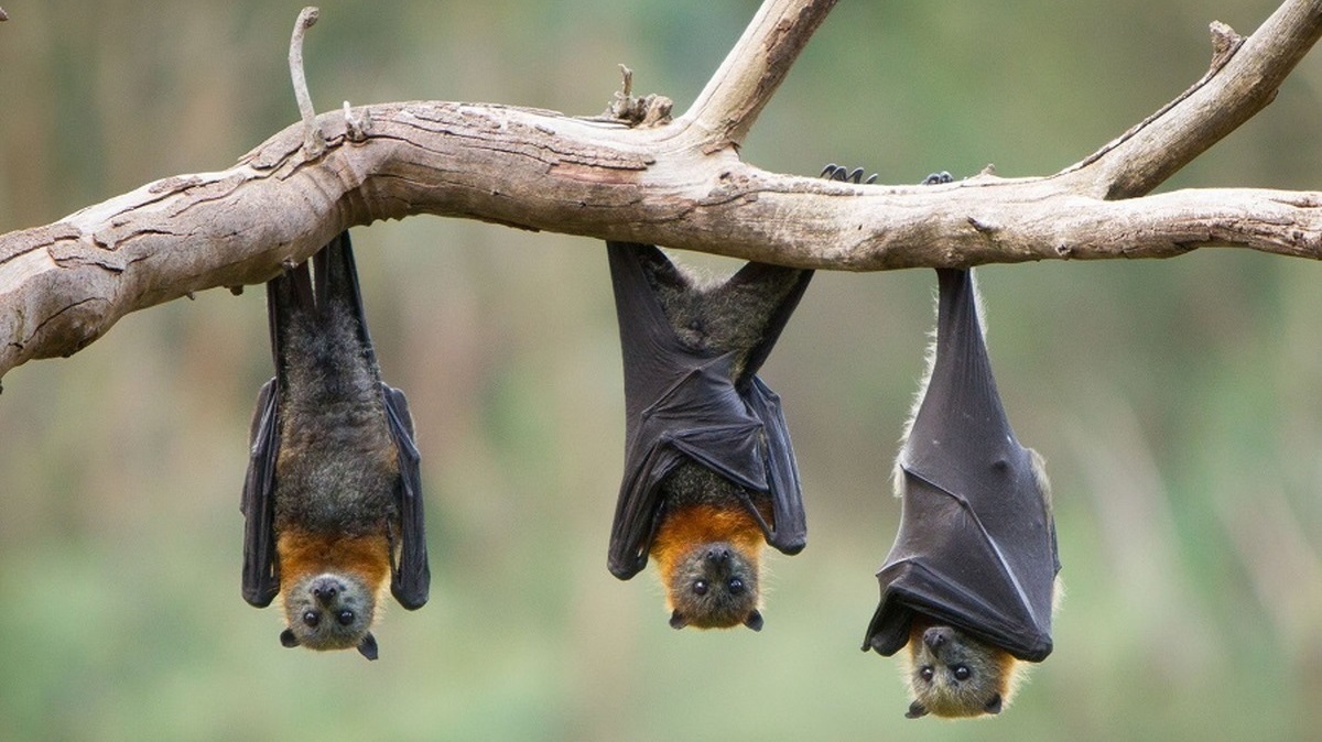 ویروس انتقال‌یافته از خفاش‌ها این بار هند را برآشفت