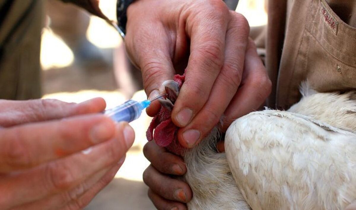 تأمین بیش از ۱۲۰ میلیون دُز واکسن آنفلوانزای فوق حاد پرندگان توسط محققان کشور