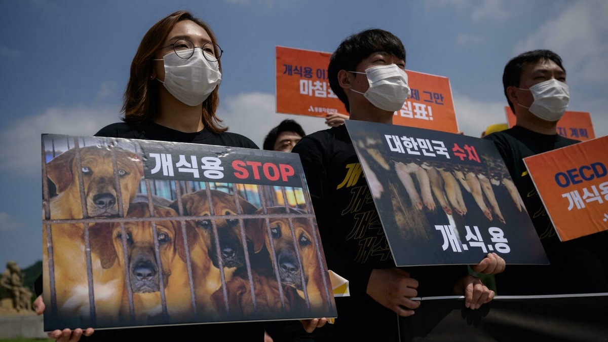 جنجال مصرف گوشت سگ در کره جنوبی به کجا رسید؟