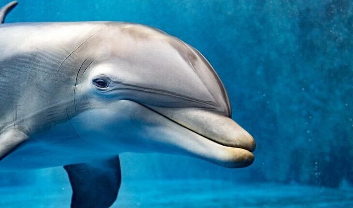توانایی تشخیص میدان‌های الکتریکی در دلفین‌ها کشف شد