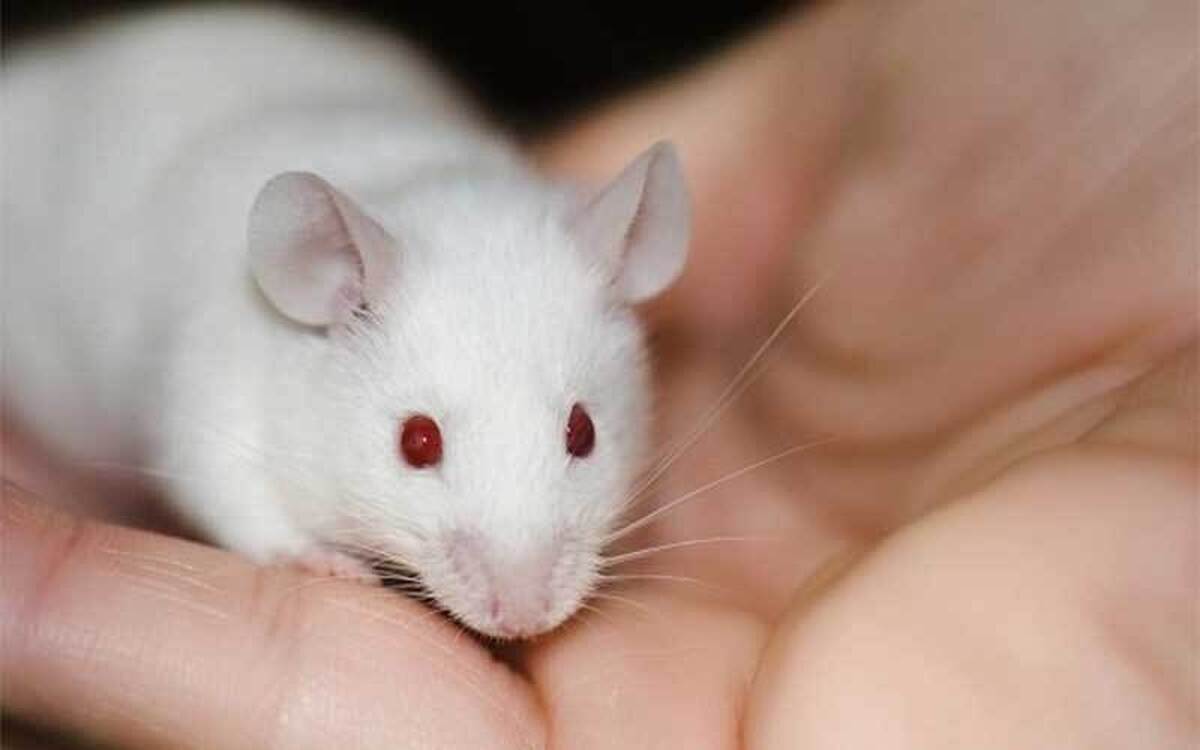 اطلس سلول‌های مغز موش تهیه شد