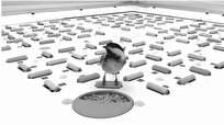 استفاده پرندگان از حافظه بارکدی برای یادآوری مکان ذخیره غذا 