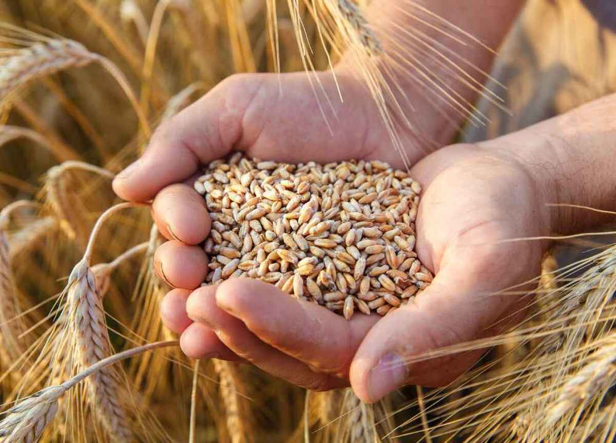 امکان تأمین انواع بذر ذرت بیش از نیاز کشور فراهم شد