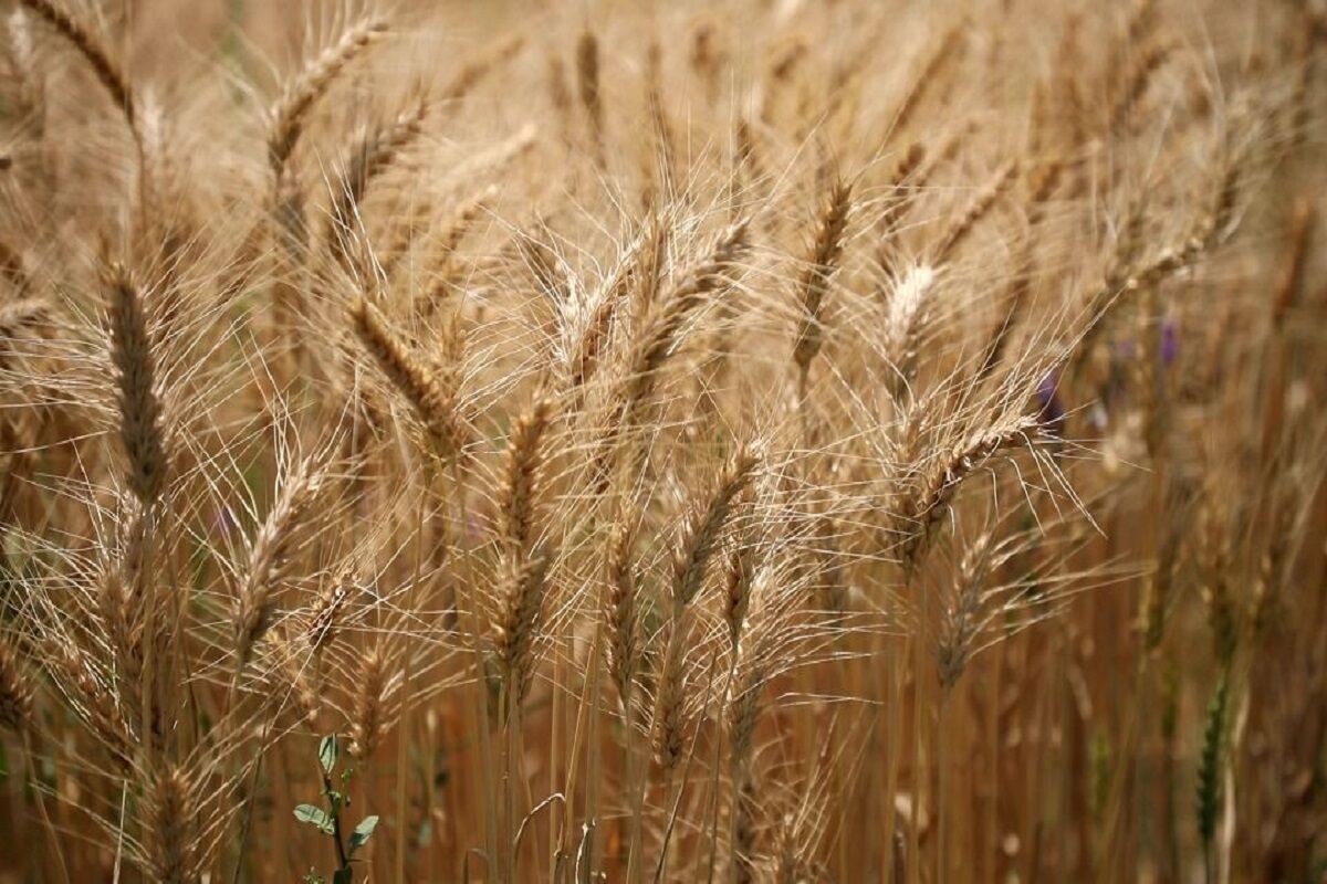 پیش‌بینی تولید ۱۳.۵ میلیون تن گندم در سال جاری